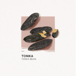 Tonka