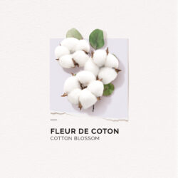 Coton